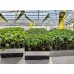 Професійний герметичний світильник CREE для теплиць PLANT GROW 150-90 Професійний герметичний світильник CREE для теплиць PLANT GROW 150-90
